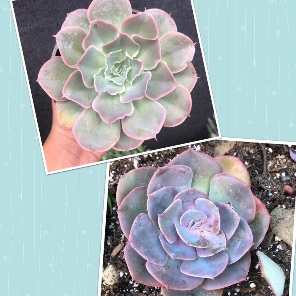 2 echeveria bundle